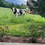 Kiwi - Mountain Views & Cozy Nz Vibes Διαμέρισμα Ringgenberg